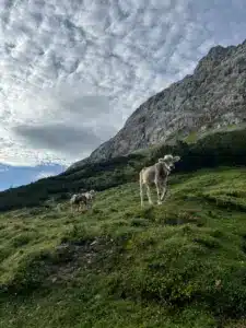 Kühe_Hochalm