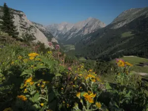 Karwendeltal Blumen